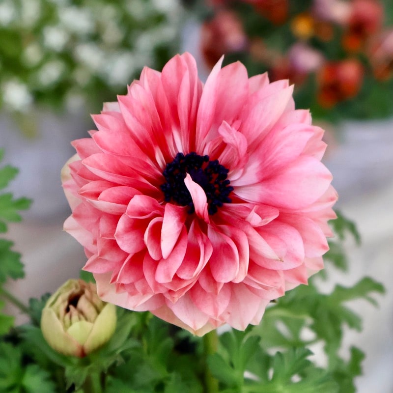 希少色《画像の現品1点限り》2年生株のプレミアム八重咲きアネモネ「パンドラ」52番