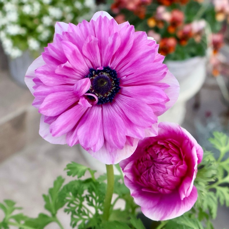 希少色《画像の現品1点限り》2年生株のプレミアム八重咲きアネモネ「パンドラ」53番