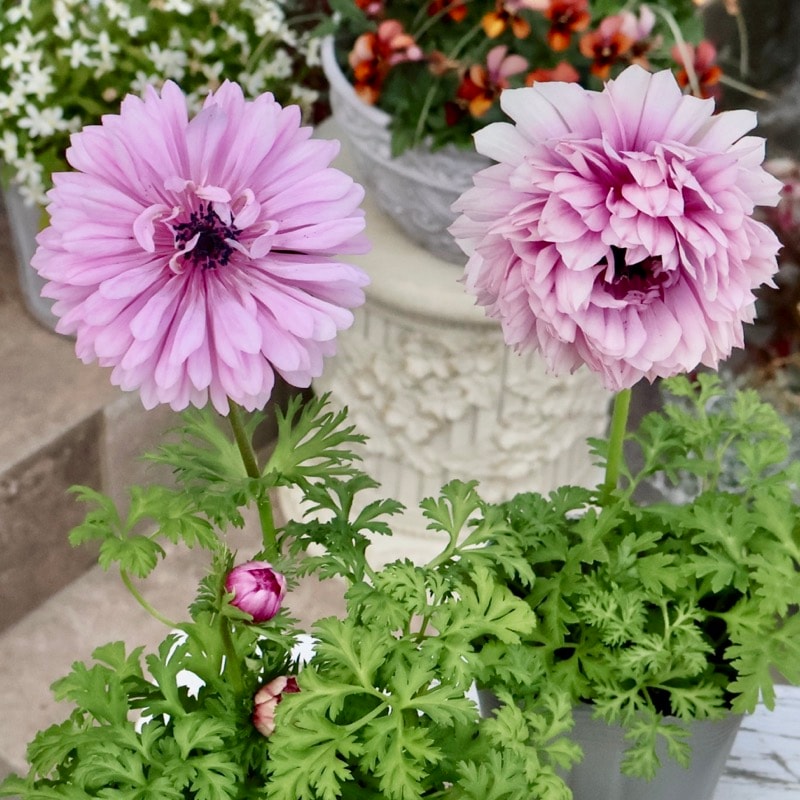 《画像の現品2点限り》2年生株のプレミアム八重咲きアネモネ「パンドラ」54番