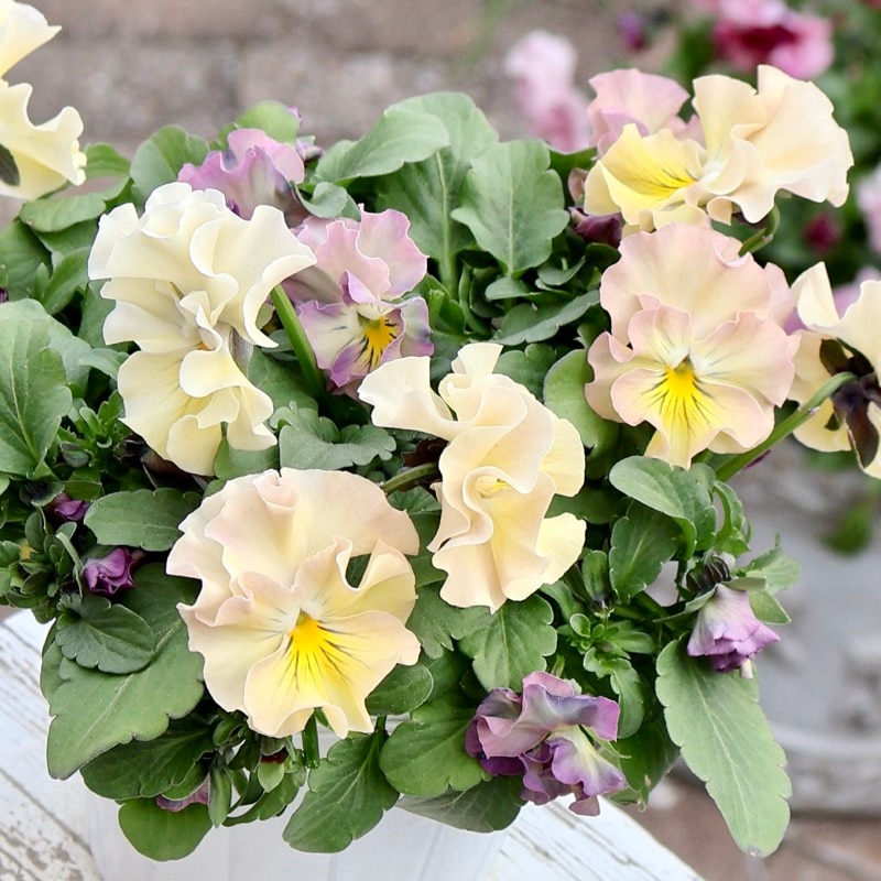 《画像の現品1点限り》超良株☆花日和さんのフリル咲きビオラ「華あられ」＜25SP10＞　