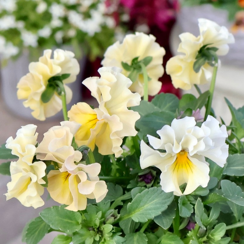 《画像の現品1点限り》超良株☆花日和さんのフリル咲きビオラ「華あられ」＜25SP11＞　