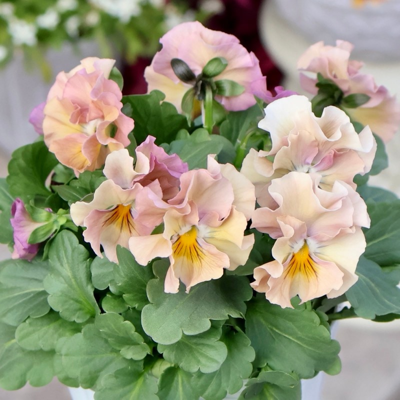 ＲＹＵビオラデコルテ✳︎ブルーイングアイクルール花苗フリルパンジー6株 RYUビオラデコルテ✳︎ブルーイングアイクルール花苗フリルパンジー