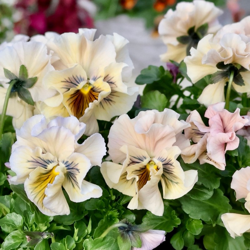 《2026年NEW画像撮影》画像の現品!!植田さんのフリル咲きミニパンジー「天の羽衣」137番