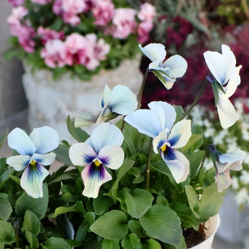 《2025年NEW画像撮影》画像で花弁の色・形を選べる!!うえたビオラ「パピヨンワールド」325番