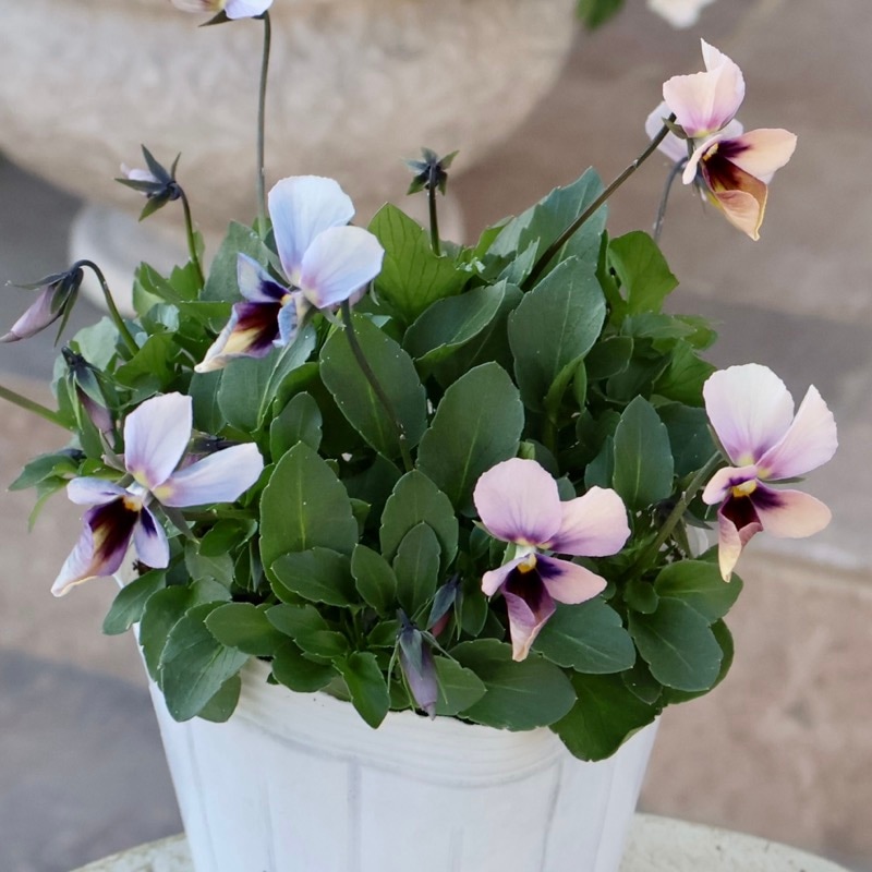 《2025年NEW画像撮影》画像の現品1点限り!!うえたビオラ「パピヨンワールド」326番 