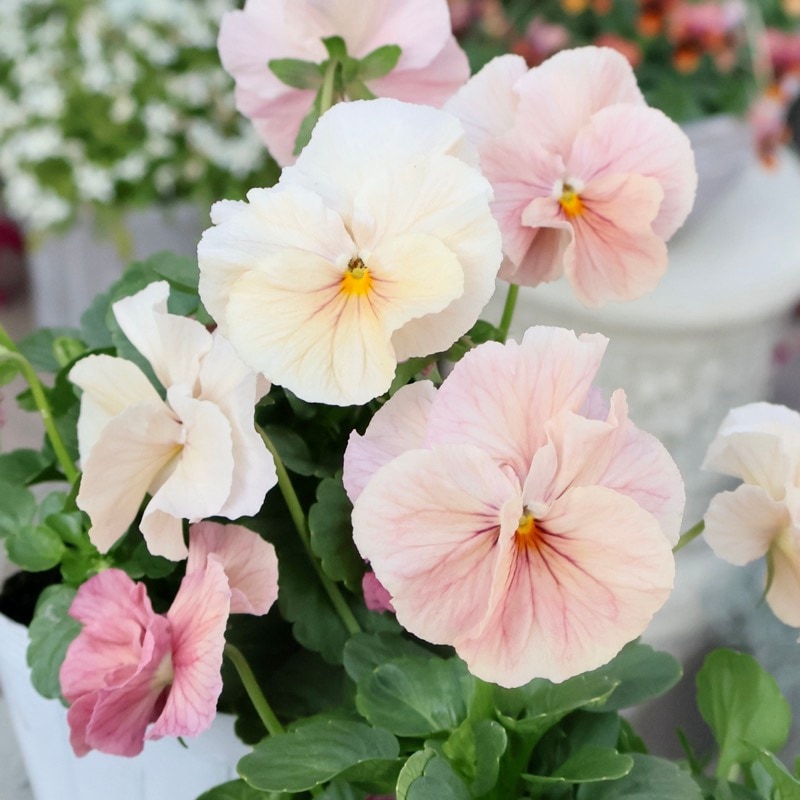 この色が好き◎画像の現品いずれか☆高知・植田さんのビオラ☆試験品種〈25-8〉