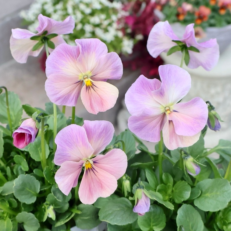 この色も欲しい!?画像の現品いずれか☆高知・植田さんのビオラ☆試験