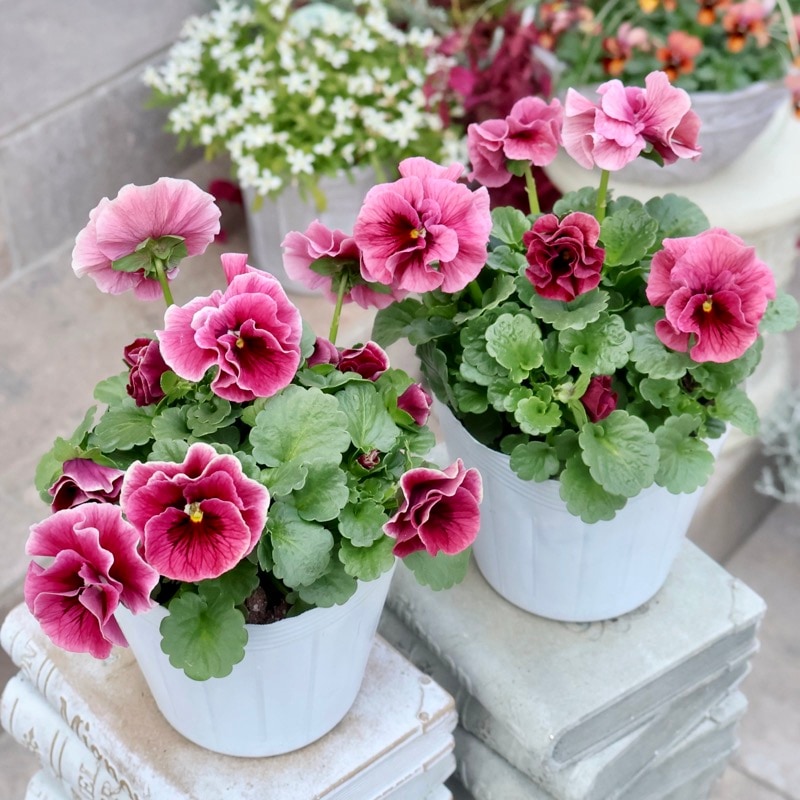 《画像の現品限り》植田さん推しで飛び入り入荷☆高知・植田さんのビオラ☆試験品種〈25-11〉