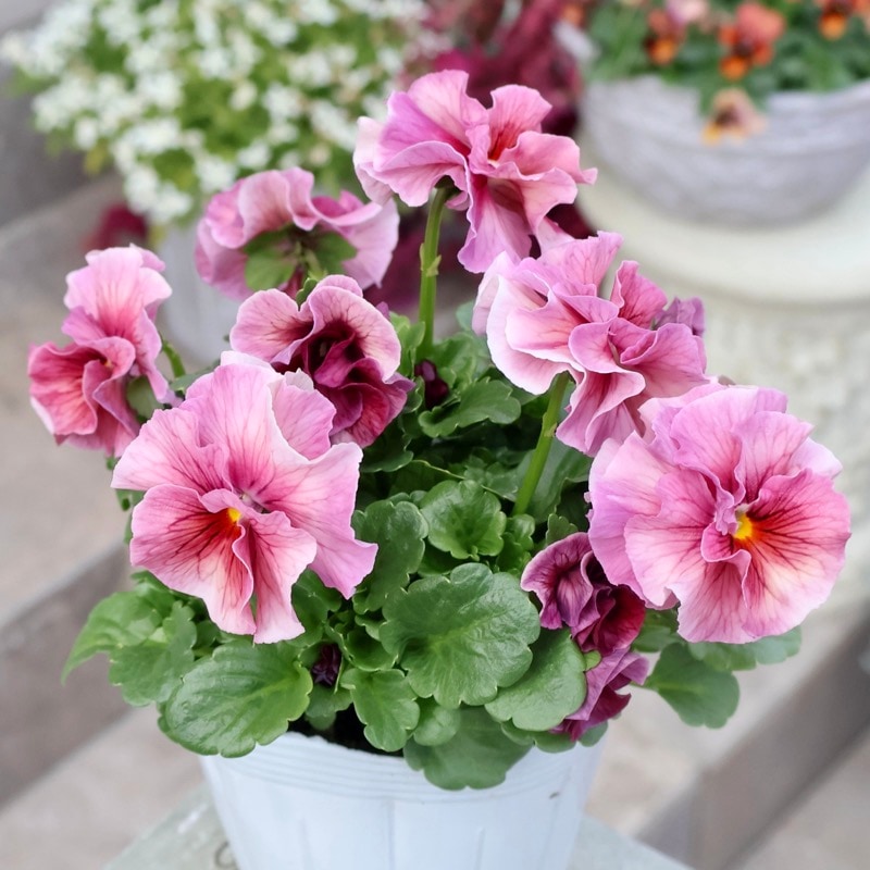 《画像の現品限り》植田さん推しで飛び入り入荷☆高知・植田さんのビオラ☆試験品種〈25-12〉