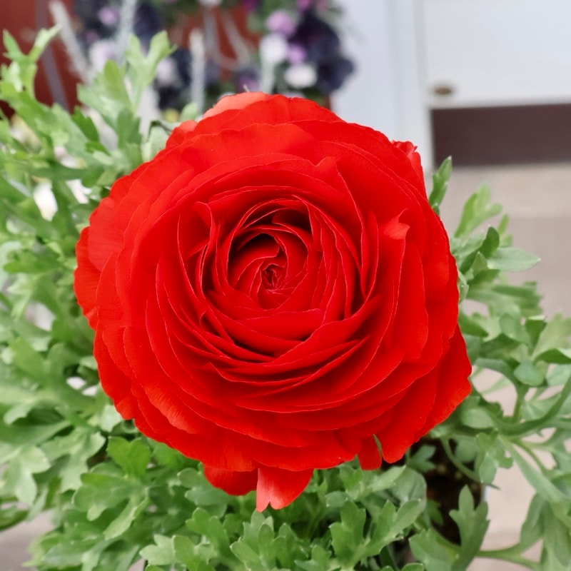 2年物のボリューム満点株♪ラナンキュラス「綾リッチ」真紅の6番(3.5号ポット)