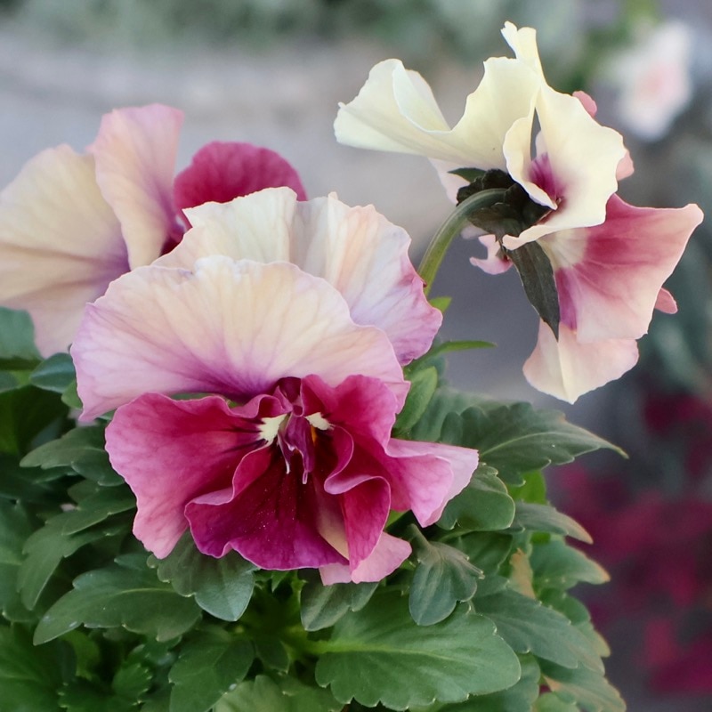 画像の現品1点限り★花日和さんのパンジー「アルバルーチェ」<12番>