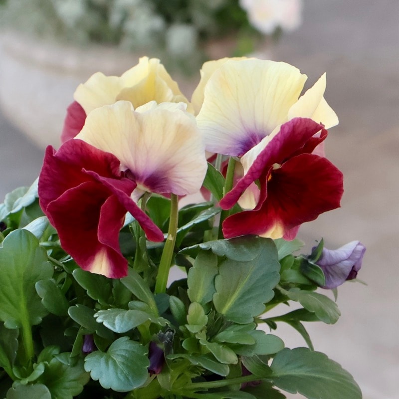 画像の現品1点限り★花日和さんのパンジー「アルバルーチェ」<13番>