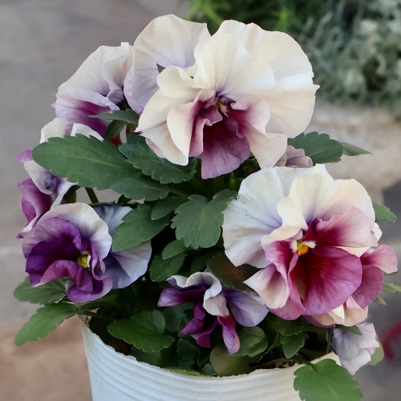 画像の現品1点限り★花日和さんのパンジー「アルバルーチェ」<14番>