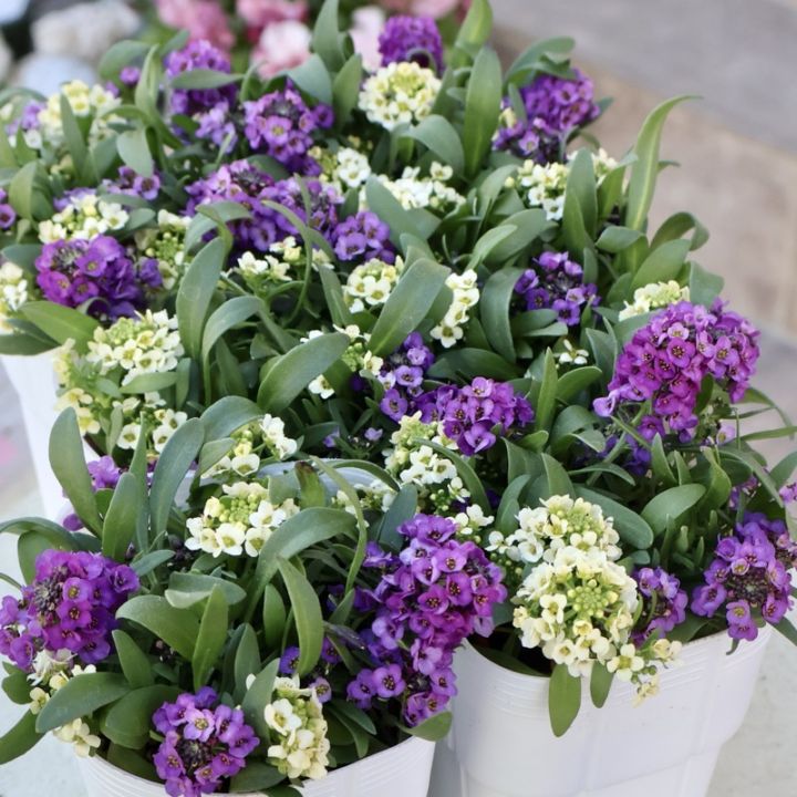 綺麗♪絶品☆アリッサム「レモン&ラベンダー」 (3号ロングポット)