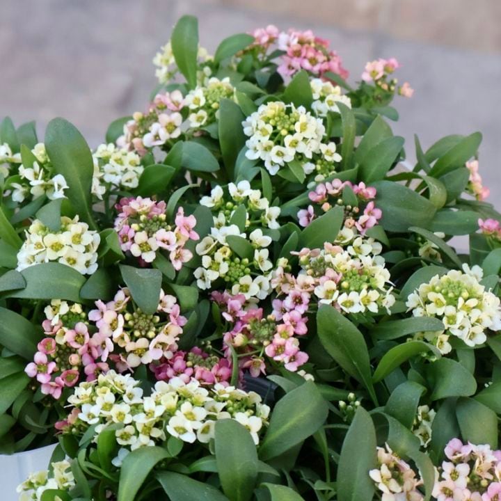 綺麗♪絶品☆アリッサム「レモン&ピーチ」 (3号ロングポット)