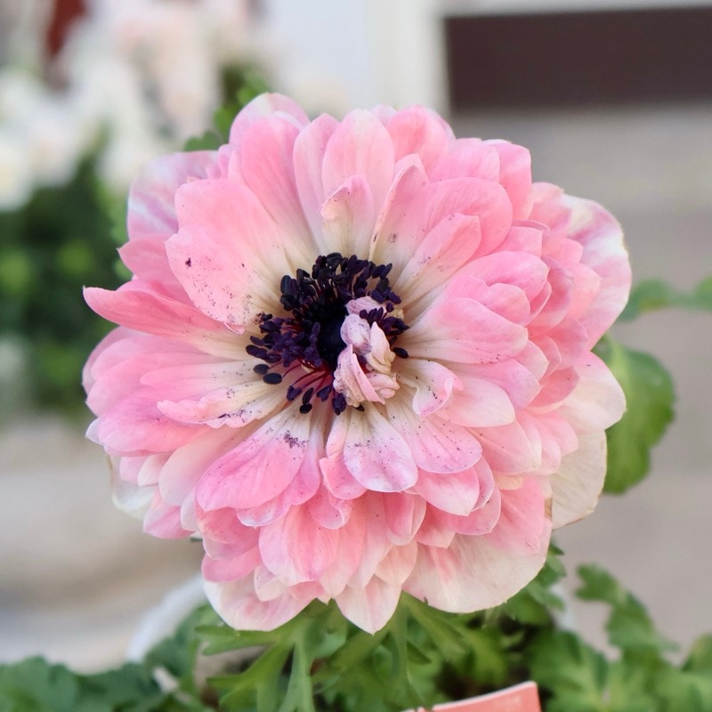 お色お任せ♪八重咲きアネモネ「momo(もも)」【色選択不可】