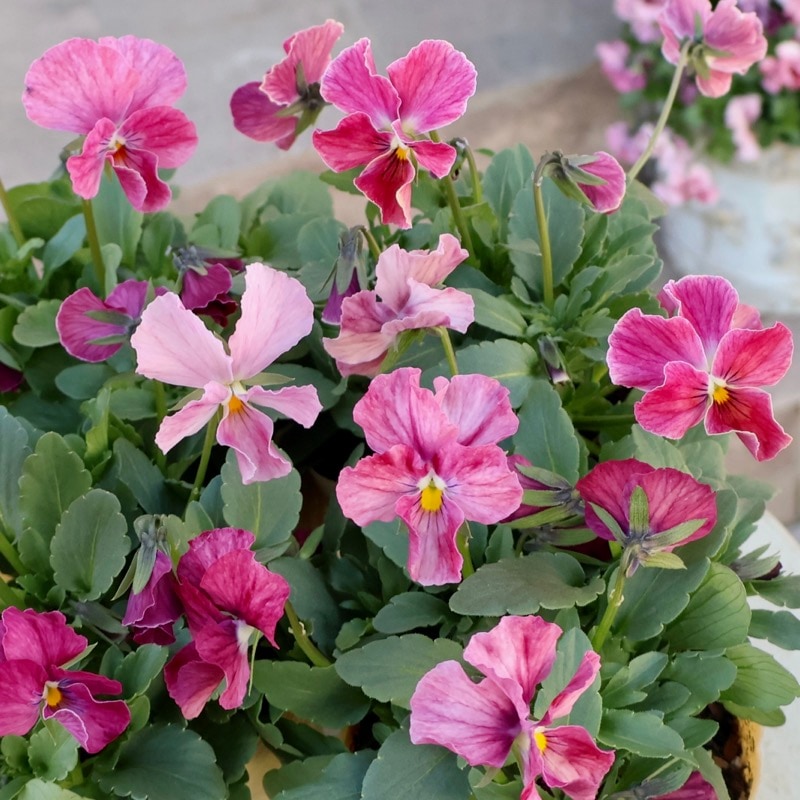 《画像で花色を選べる》大牟田さん生産★ROKA'Sビオラ「レインボーキャロット」1番