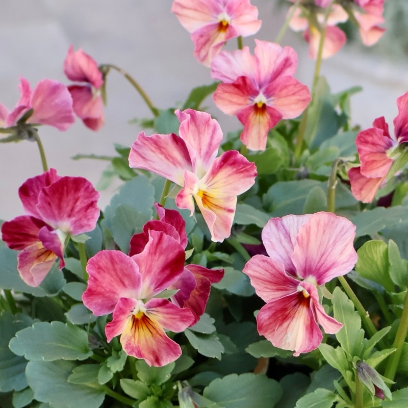 《画像で花色を選べる》大牟田さん生産★ROKA'Sビオラ「レインボーキャロット」2番