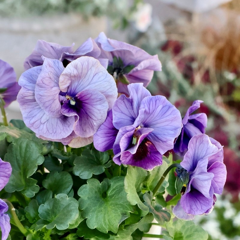 《画像の現品1点限り》 北島園芸さんのフリル咲きビオラ「ふんわりフリル(仮名)」1番　