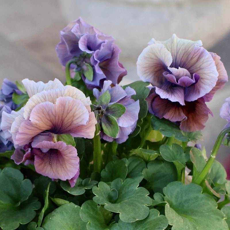 《画像の現品1点限り》 北島園芸さんのフリル咲きビオラ「ふんわりフリル(仮名)」2番