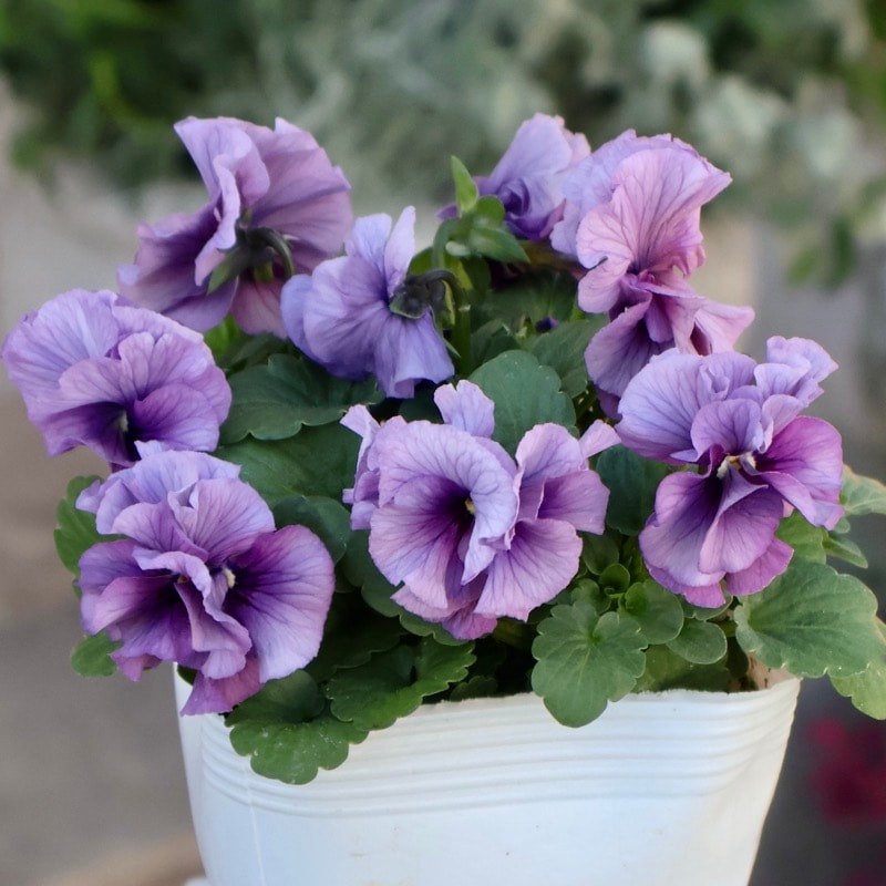 《画像の現品1点限り》 北島園芸さんのフリル咲きビオラ「ふんわりフリル(仮名)」3番　