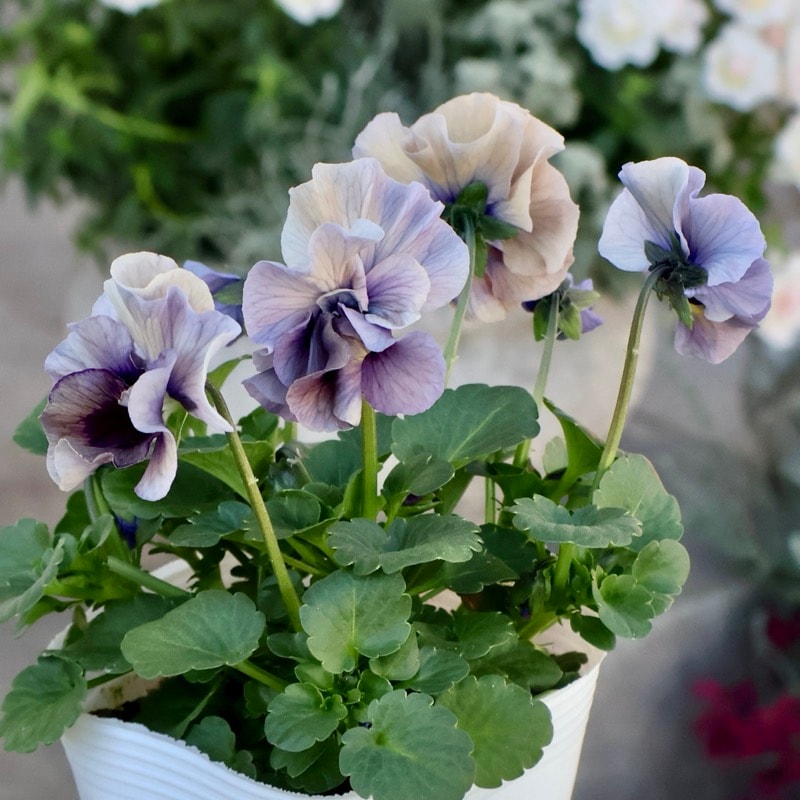 《画像の現品1点限り》 北島園芸さんのフリル咲きビオラ「ふんわりフリル(仮名)」4番