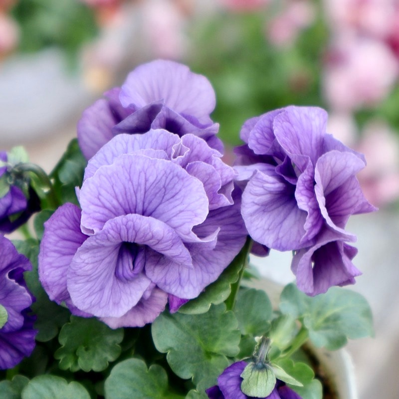 《画像の現品1点限り》 北島園芸さんのフリル咲きビオラ「ふんわりフリル(仮名)」5番　