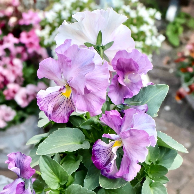 《画像の現品1点限り》今期NEW☆内野さんと大牟田さんのコラボ品種「スノーフェニックス」<16>