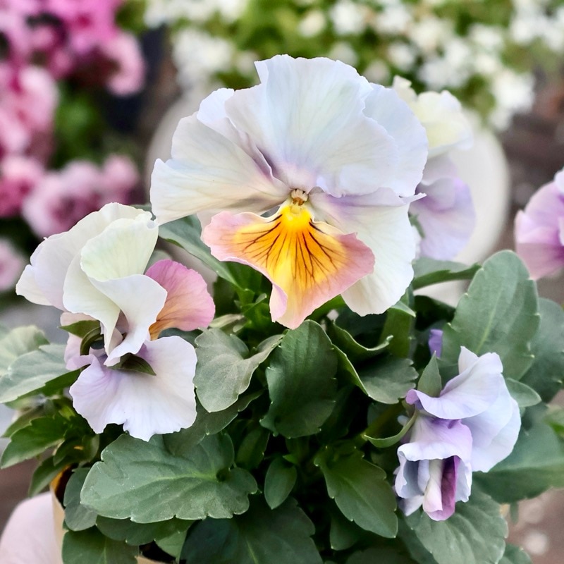 《画像の現品1点限り》今期NEW☆内野さんと大牟田さんのコラボ品種「スノーフェニックス」<17>