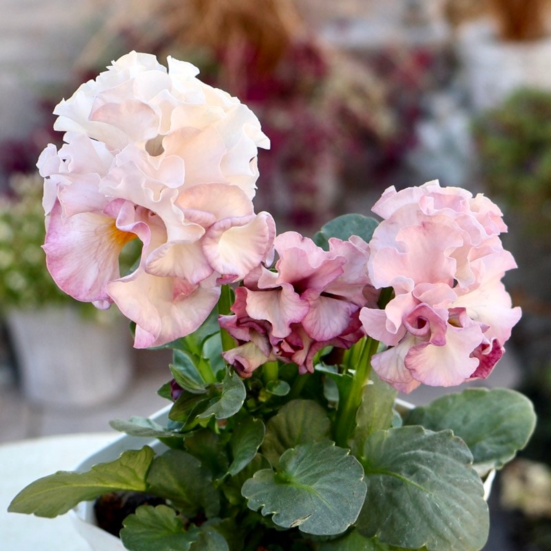 《画像の現品1点限り》スペシャルなサトウ園芸さんのパンジー・ローブ・ドゥ・アントワネット<115>