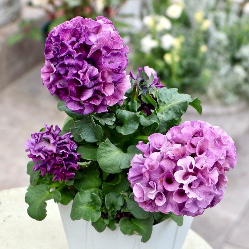 サトウ園芸さん育種「ローブドゥアントワネット」・2025年11月上旬ごろ