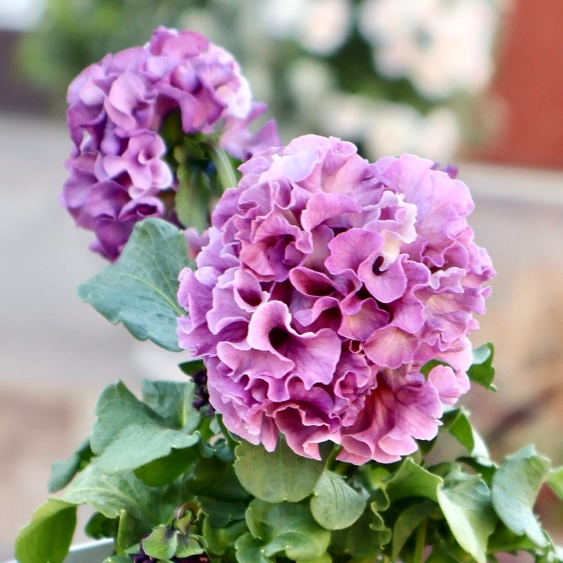 《画像の現品1点限り》スペシャルなサトウ園芸さんのパンジー・ローブ・ドゥ・アントワネット<116>