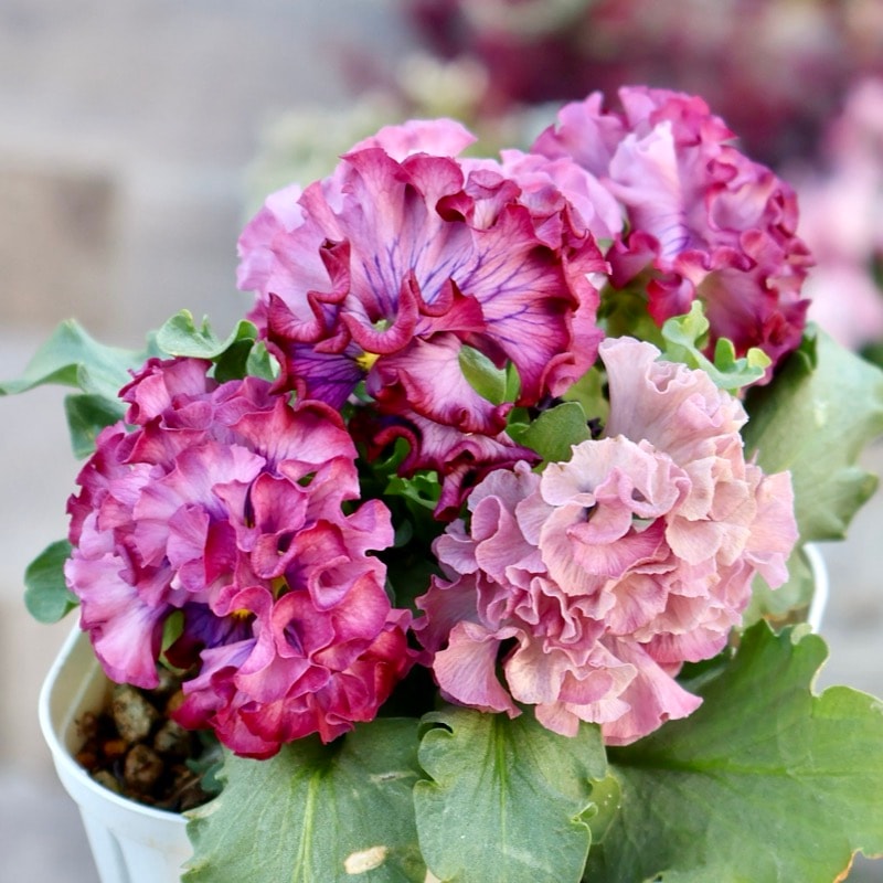 《画像の現品1点限り》スペシャルなサトウ園芸さんのパンジー・ローブ・ドゥ・アントワネット<118>