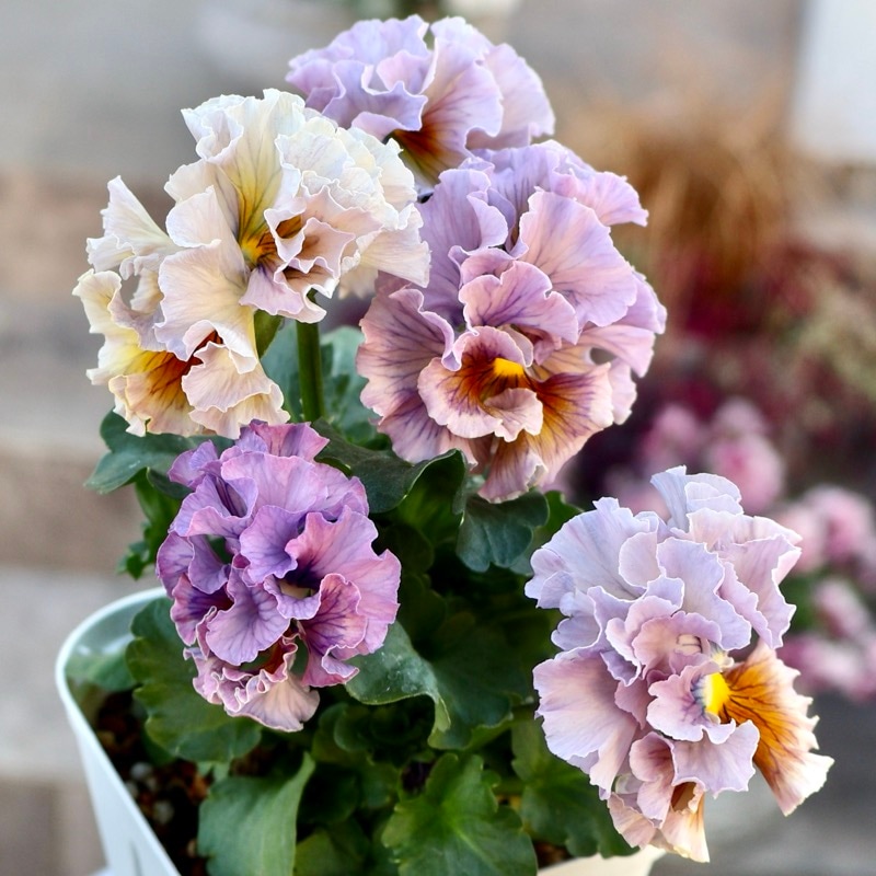 《画像の現品1点限り》スペシャルなサトウ園芸さんのパンジー・ローブ・ドゥ・アントワネット<119>