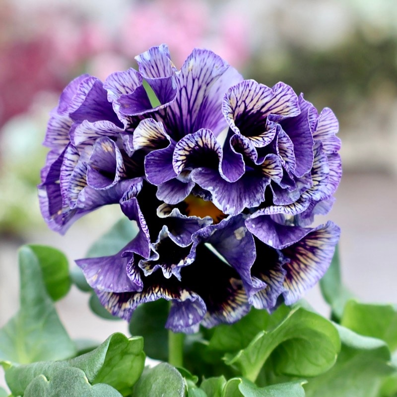 画像の現品1点限り☆サトウ園芸さんのパンジー「ドラキュラ」(57番)