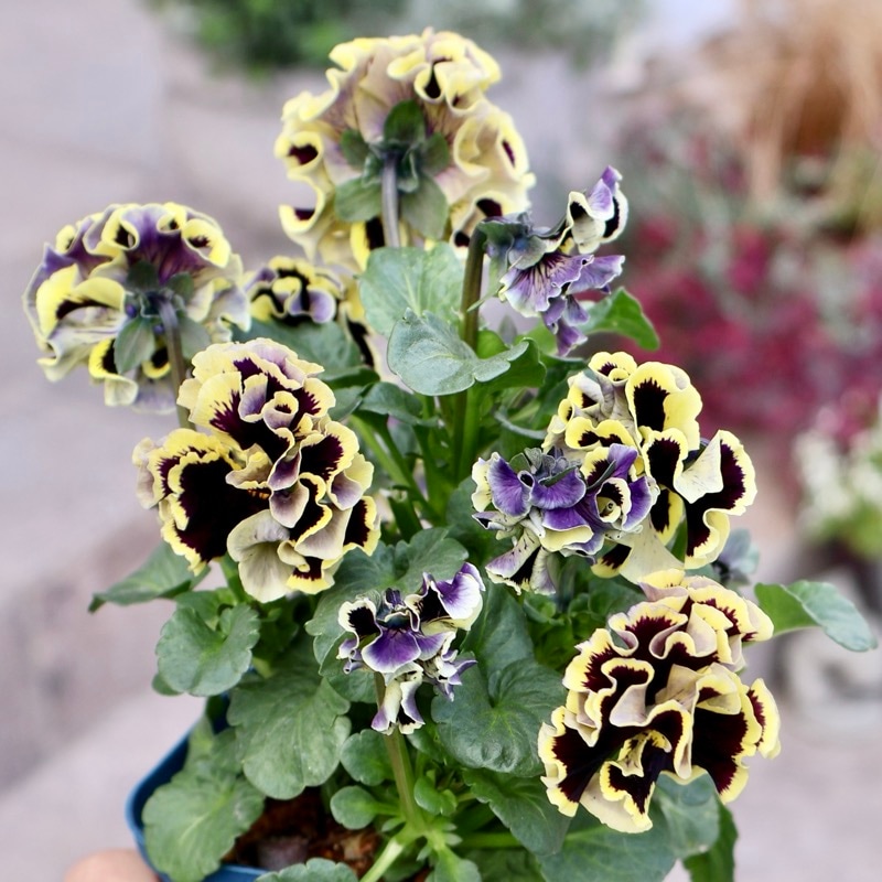 画像の現品1点限り☆サトウ園芸さんのパンジー「ドラキュラ」(58番)