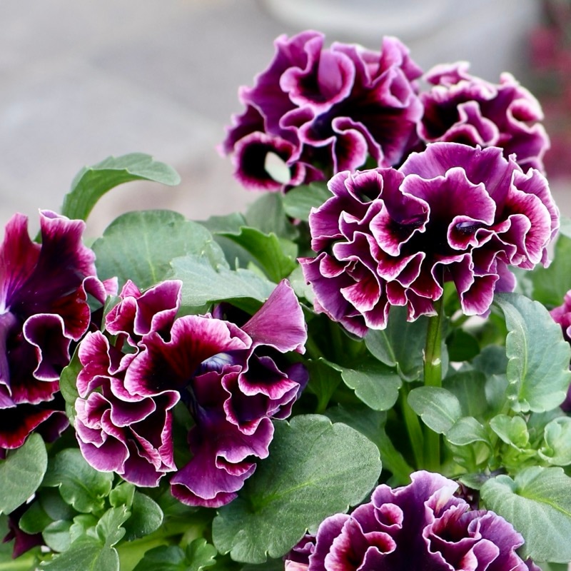 画像の現品1点限り☆サトウ園芸さんのパンジー「ドラキュラ」(59番)