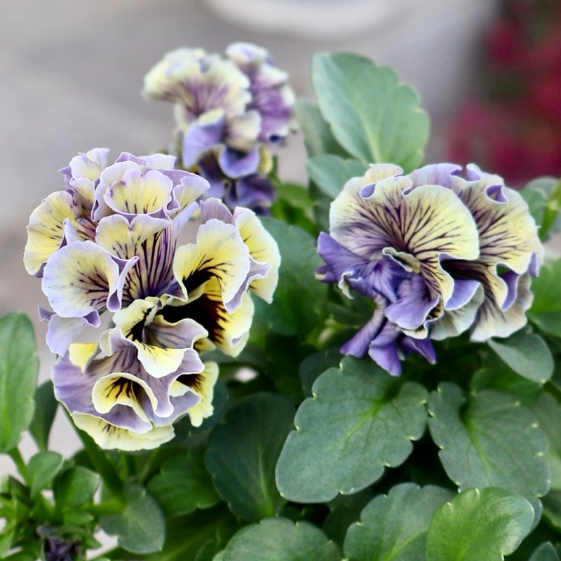 画像の現品1点限り☆サトウ園芸さんのパンジー「ドラキュラ」(60番)