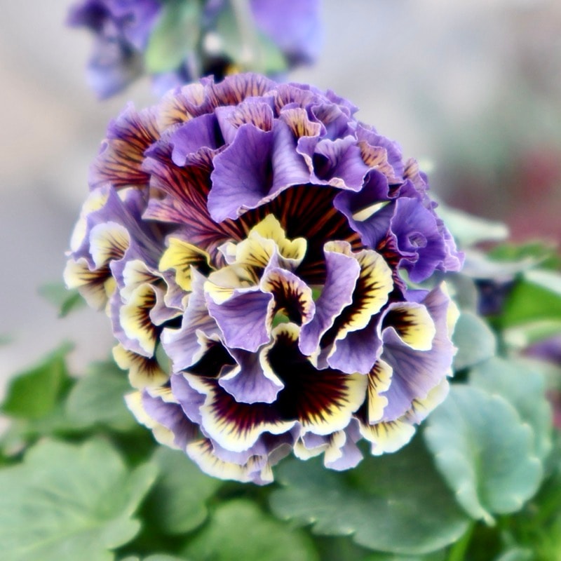 サトウ園芸さん育種「ドラキュラ」・2025年11月中旬ごろ販売開始・～風