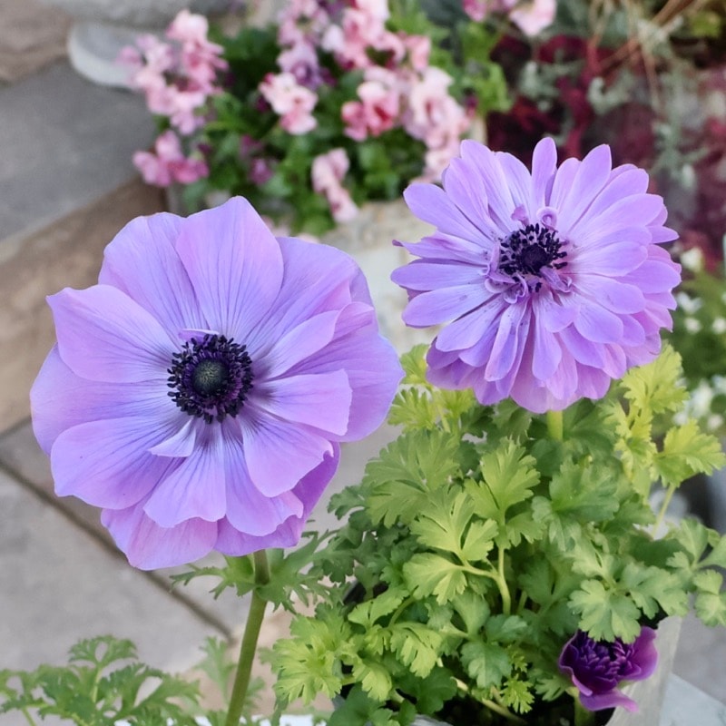 画像の現品2点限り》2年生株のプレミアム八重咲きアネモネ「パンドラ」55番