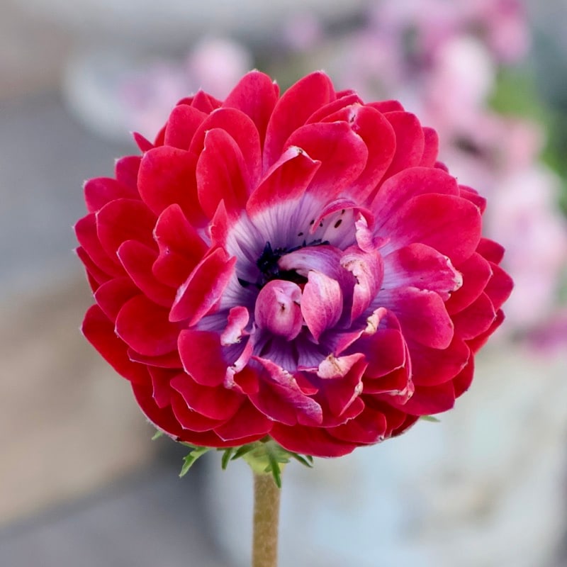 《画像の現品1点限り》2年生株のプレミアム八重咲きアネモネ「パンドラ」56番