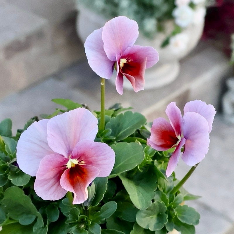 画像の現品1点限り!!アイデアルフラワー・大牟田さんのビオラevolve(エボルベ)<150番>