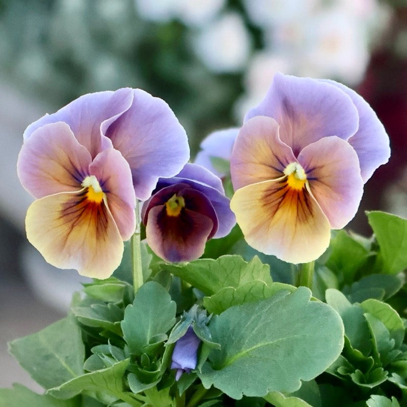 画像の現品1点限り!!アイデアルフラワー・大牟田さんのビオラevolve(エボルベ)<151番>