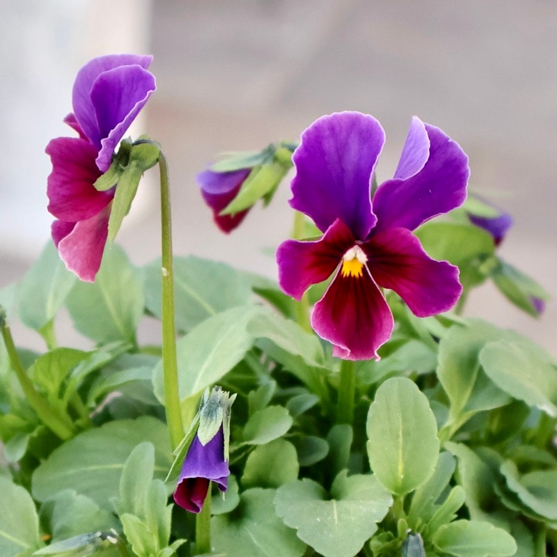 画像の現品1点限り!!アイデアルフラワー・大牟田さんのビオラevolve(エボルベ)<152番>