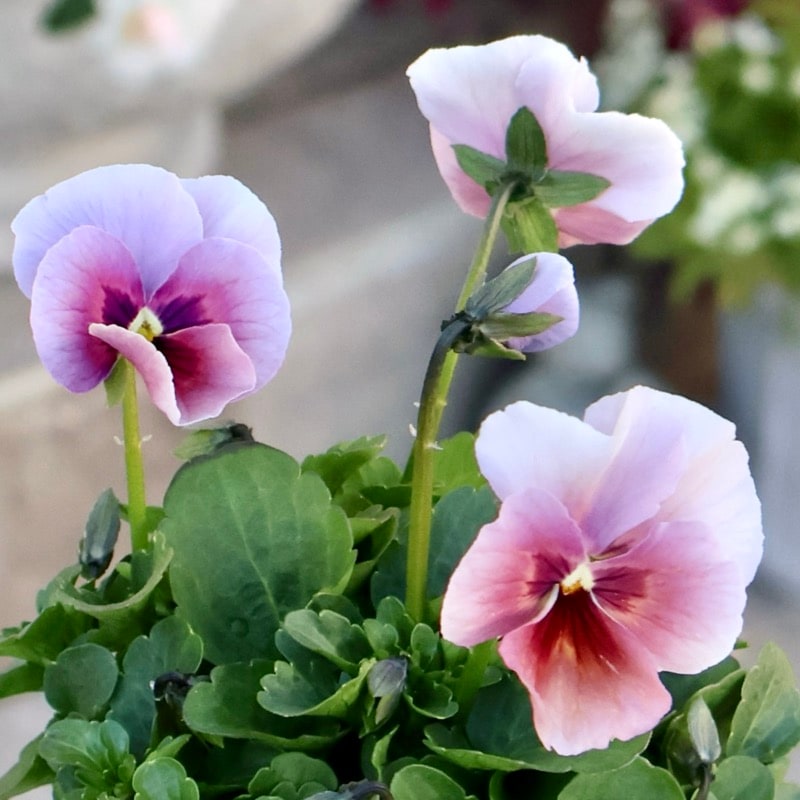 画像の現品1点限り!!アイデアルフラワー・大牟田さんのビオラevolve(エボルベ)<153番>