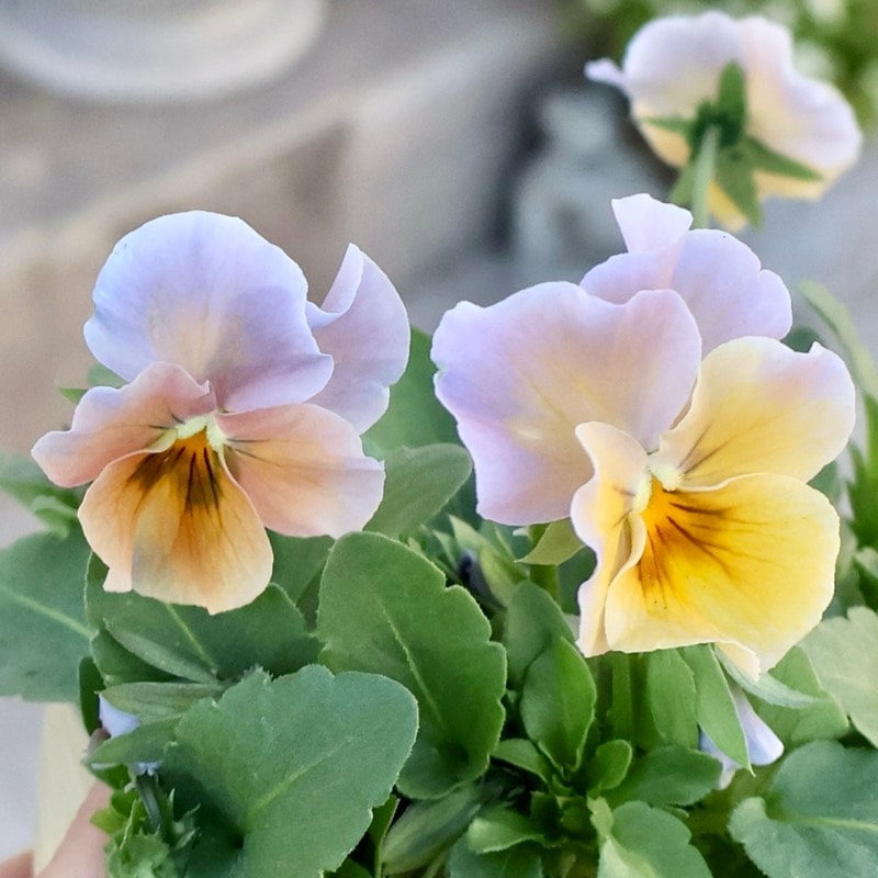 画像の現品1点限り!!アイデアルフラワー・大牟田さんのビオラevolve(エボルベ)<154番>