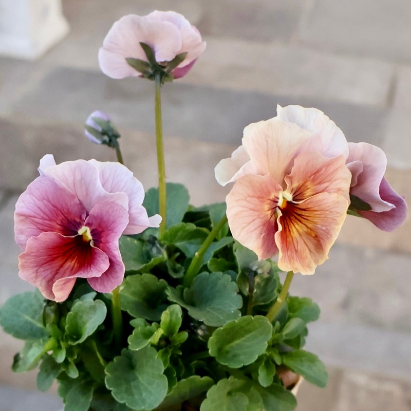 画像の現品1点限り!!アイデアルフラワー・大牟田さんのビオラevolve(エボルベ)<155番>