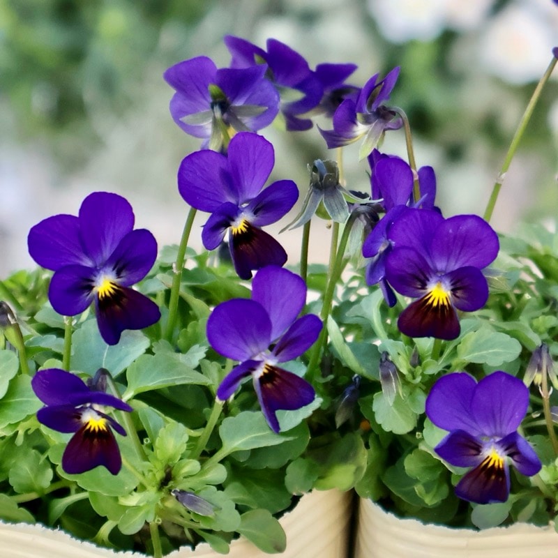 現品2点限り!!《今期がラスト出荷》希少☆秋田さんの極小輪ビオラ「多摩の星空」<25-6>