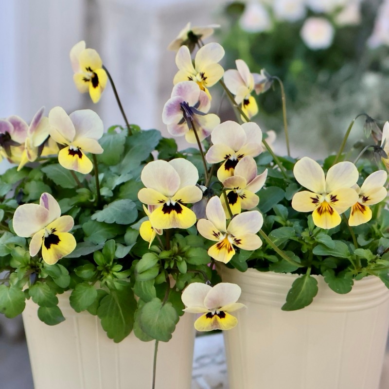 現品2点限り!!《今期がラスト出荷》希少☆秋田さんの極小輪ビオラ「多摩の星空」<25-7>