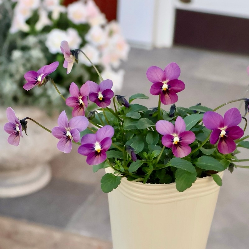 希少色☆現品1点限り!!《今期がラスト》希少☆秋田さんの極小輪ビオラ「多摩の星空」<25-8>